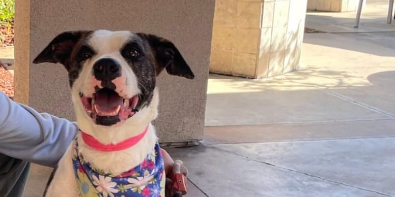 En cherchant un chien à adopter après un an de coma, elle tombe sur la photo de sa propre chienne