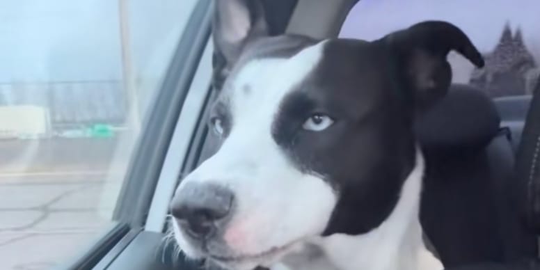 «Ha capito subito tutto»: la reazione esilarante di una cagnolina che ...