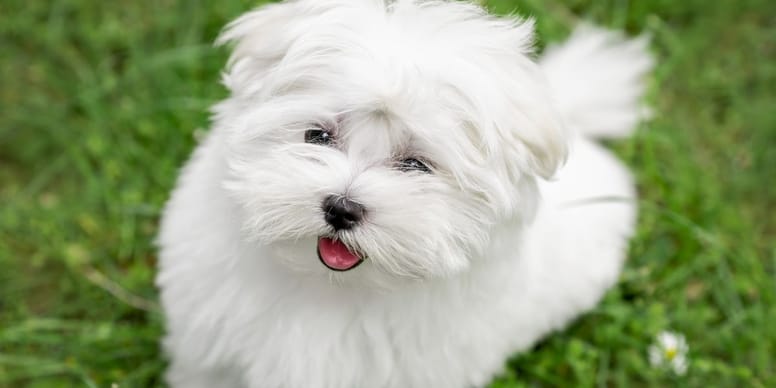 Vet refuses to put down Maltese puppy and makes a decision that changes his life forever
