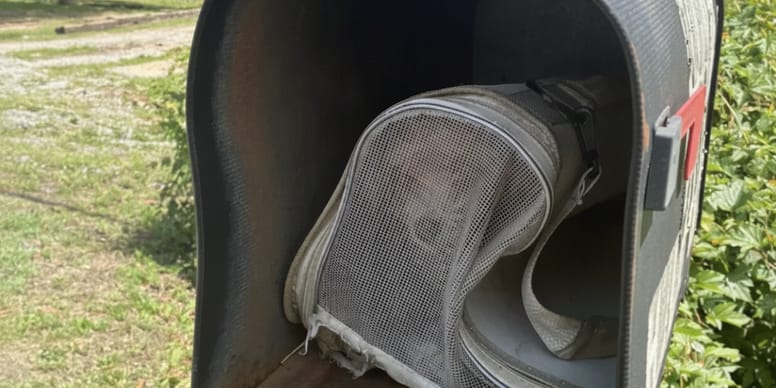 Un chien abandonné dans une boîte aux lettres : l’histoire touchante de Mail Order Bride