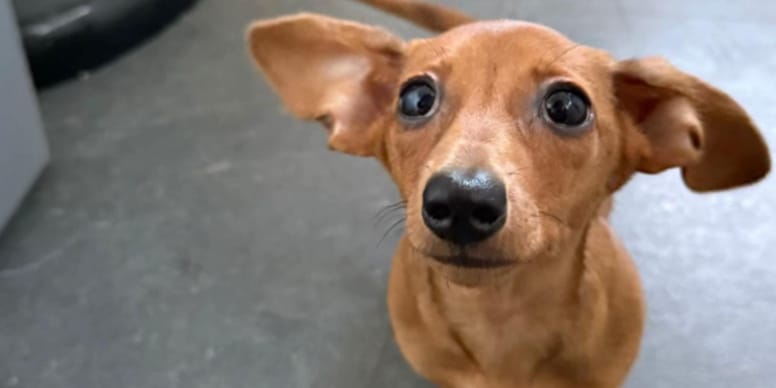 This Dachshund puppy seemed ordinary until her ears started growing