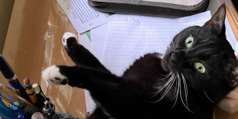 Chatte trouvée dans une boîte révèle signe unique sur son ventre