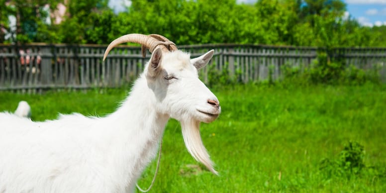 Elle filme sa chèvre allongée ce qu’il y a entre ses pattes la fait