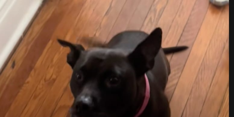 Une femme fait passer une radio à son chien : les résultats révèlent un secret caché pendant des années