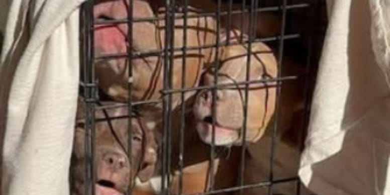 Les chiots abandonnés dans une cage : urgence totale