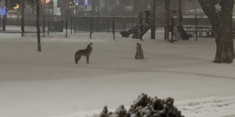 Vrouw hoort ijzingwekkend gehuil midden in de stad en filmt een zeldzaam fenomeen.