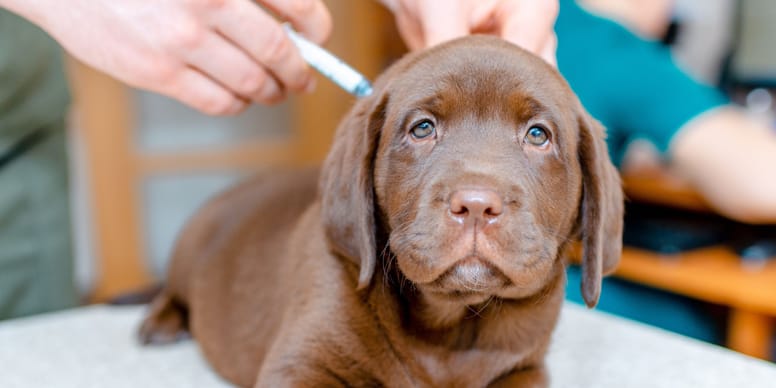 Vaccini Per Cuccioli Di Cane Quali E Quanti Sono vaccini-per-cuccioli-di-cane-quali-e-quanti-sono
