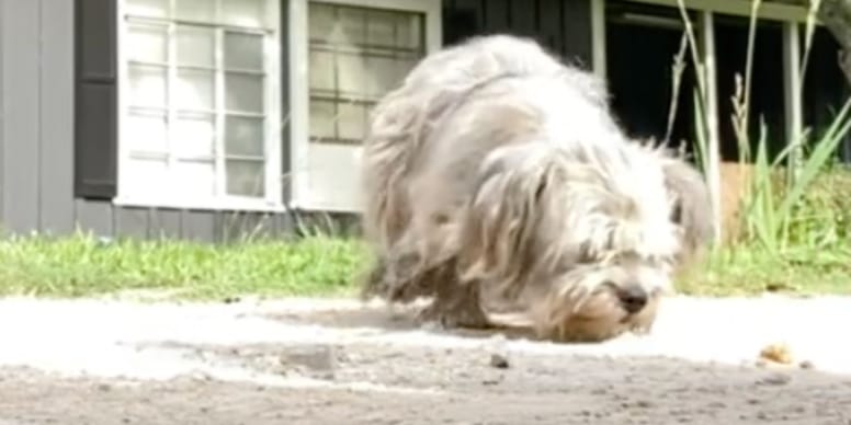 Abandonnée dans un fossé, cette « boule de poils » était si terrifiée que personne n'osait s'en approcher