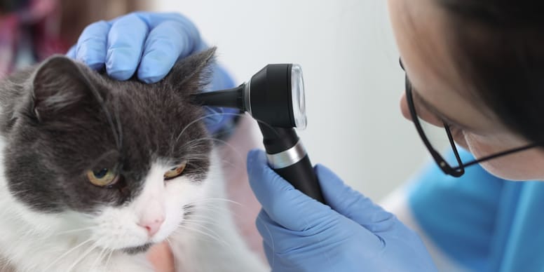 Warme Ohren bei Katzen Ursachen, Pflege und Behandlung
