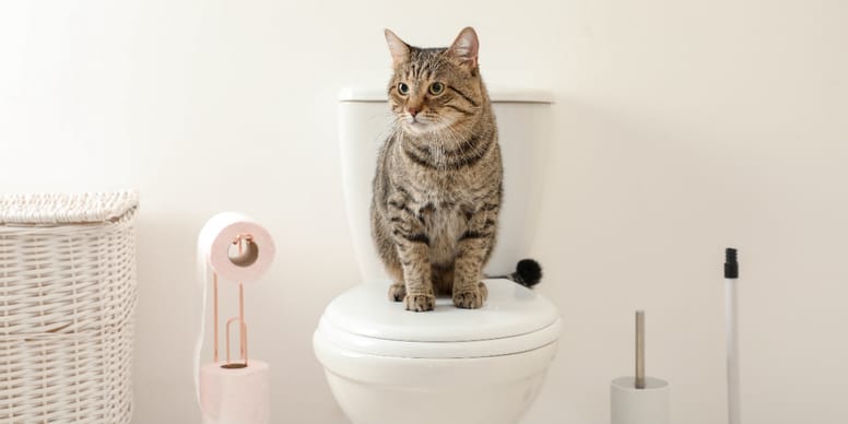 Warum folgt mir meine Katze aufs Klo?