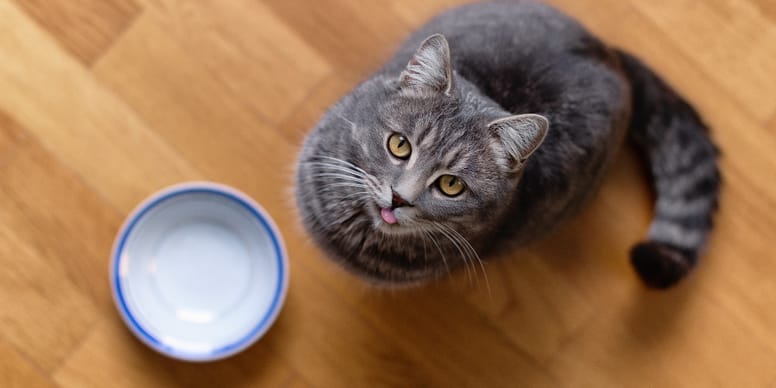 Was fressen Katzen am liebsten?