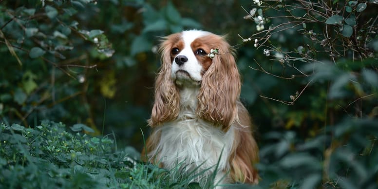 Brut- und Setzzeit in NRW 2025: Alle Regelungen für Hundehalter