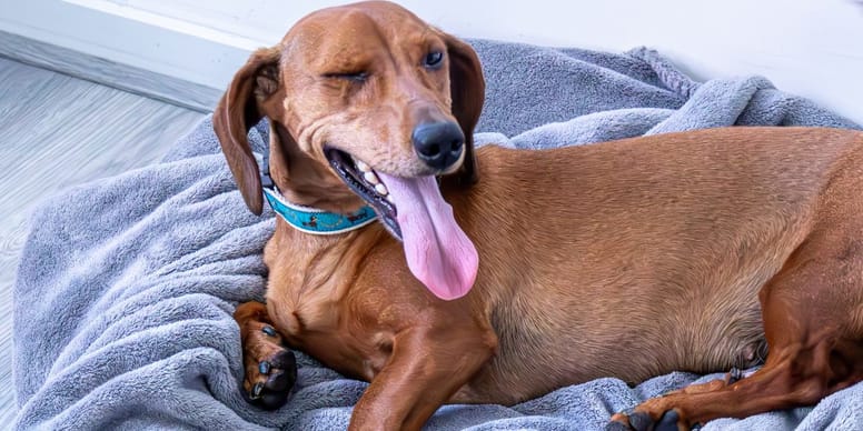 60+ Was Tun Wenn Hunde In Den Vorgarten Scheißen, Wenn die hunde