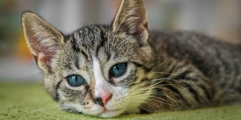 What can you give a cat for pain relief?