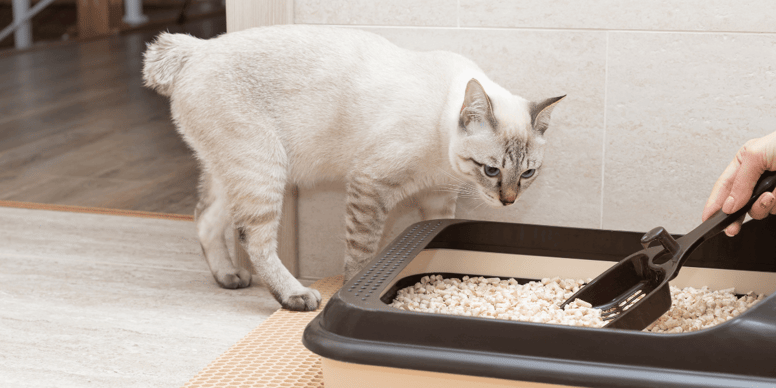 How to dispose of cat poo in the UK Safely disposing of waste