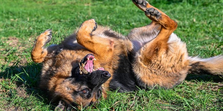 Wie Bringt Man Hunden Eine Rolle Bei Hunden "Rolle" beibringen: So gelingt es!