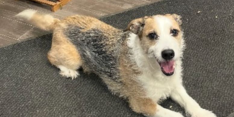 Cane del rifugio adottato "per sempre": dopo 8 anni il suo mondo crolla