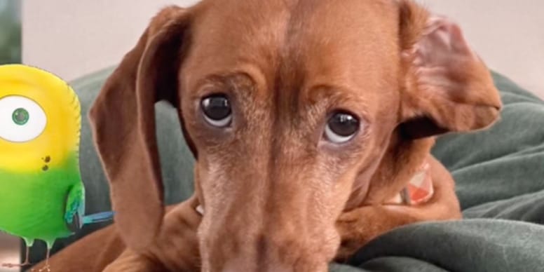 Une femme adopte une chienne dans un refuge le vétérinaire annonce que c’est une « rareté