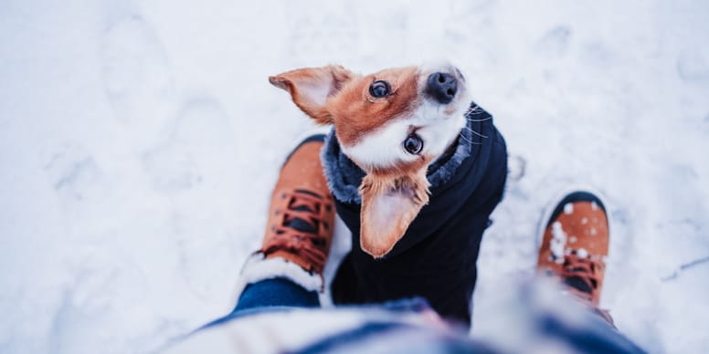 Jak chronić psa podczas zimowych spacerów? 5 zasad