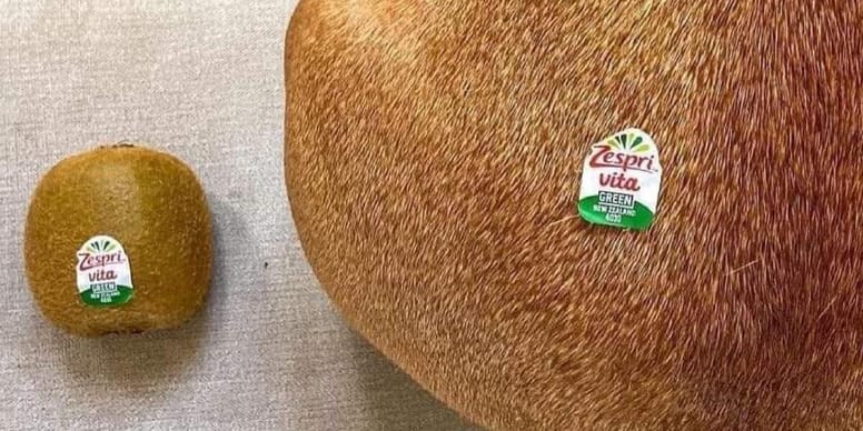 Un utilisateur de Facebook poste une photo de deux kiwis tout le