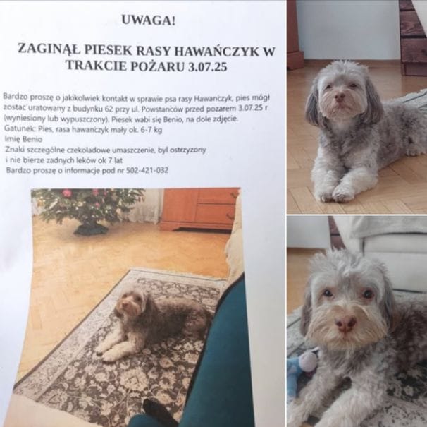 ogłoszenie ząbki