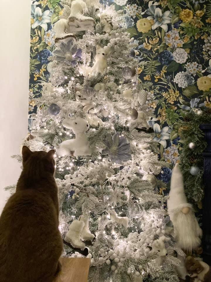 donde está el gato árbol de navidad