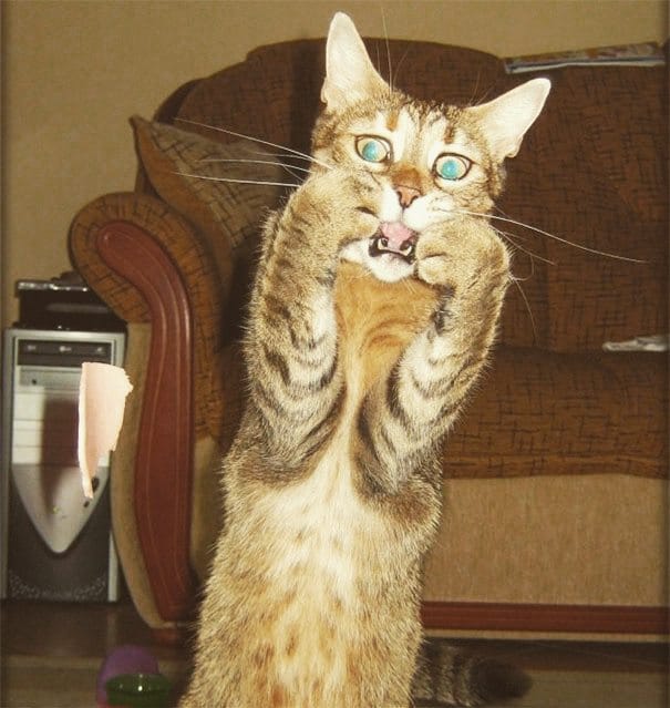 Gato miedoso