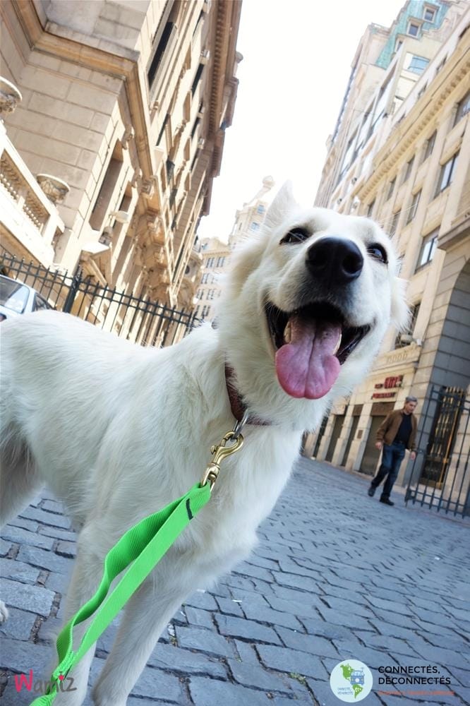 connectés déconnectés berger blanc suisse