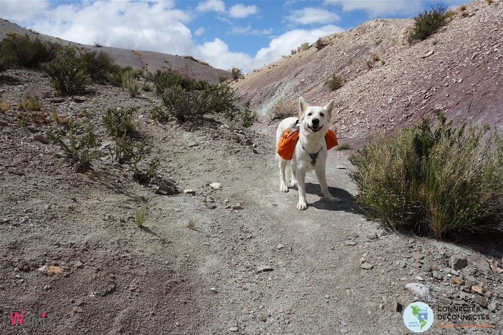 Voyager en argentine avec son chien