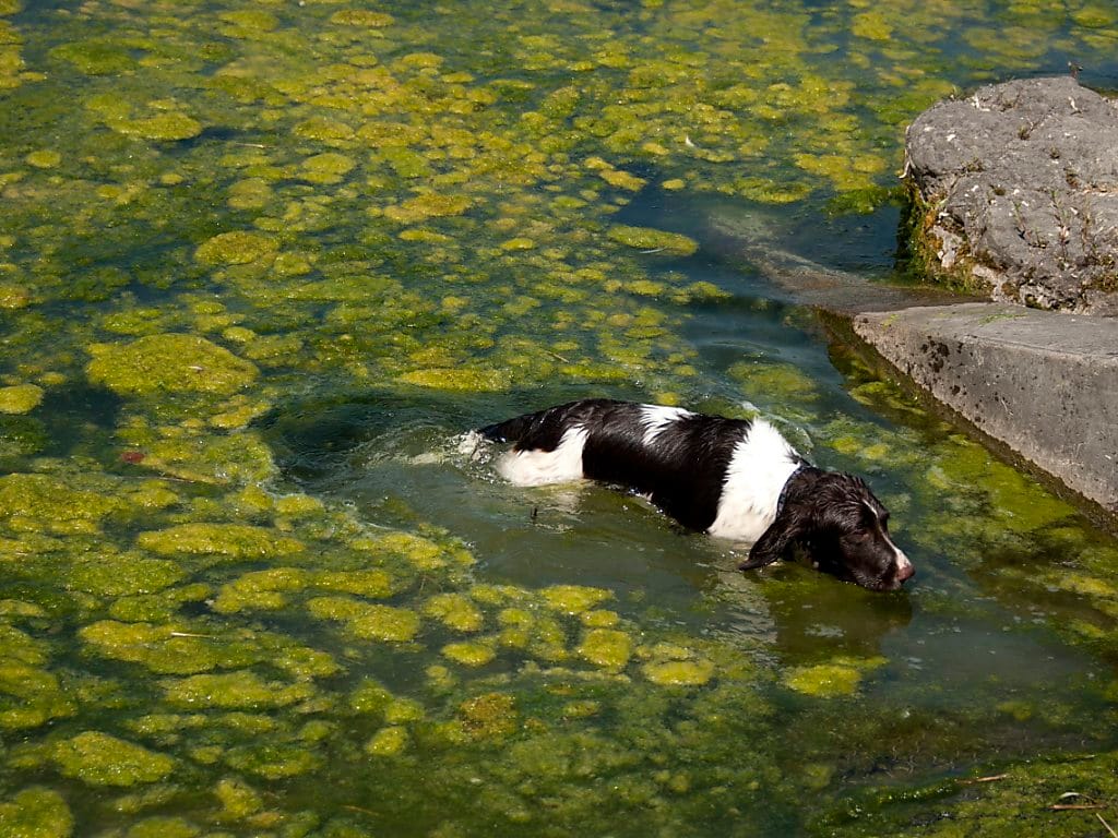 Perro con cianobacterias