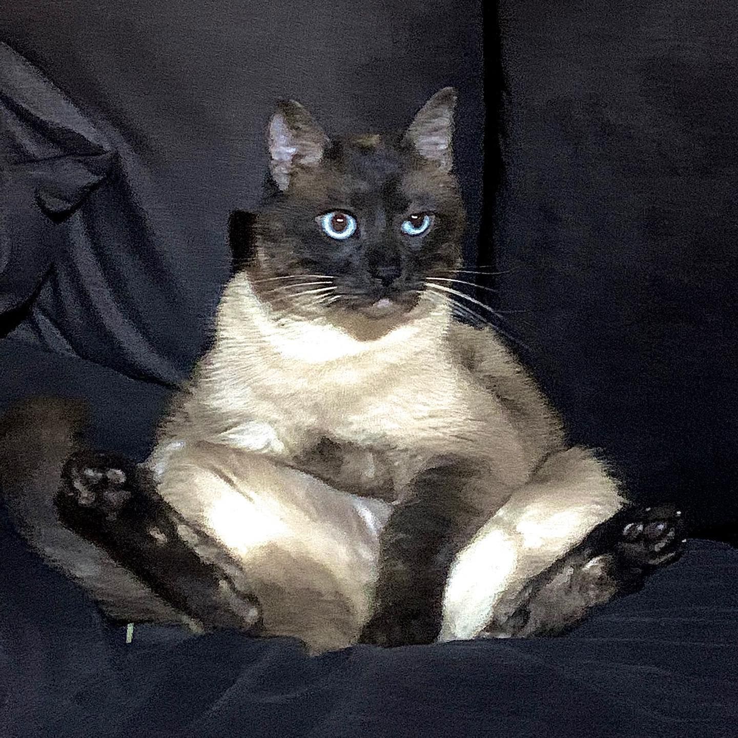 gato quedándose durmiendo