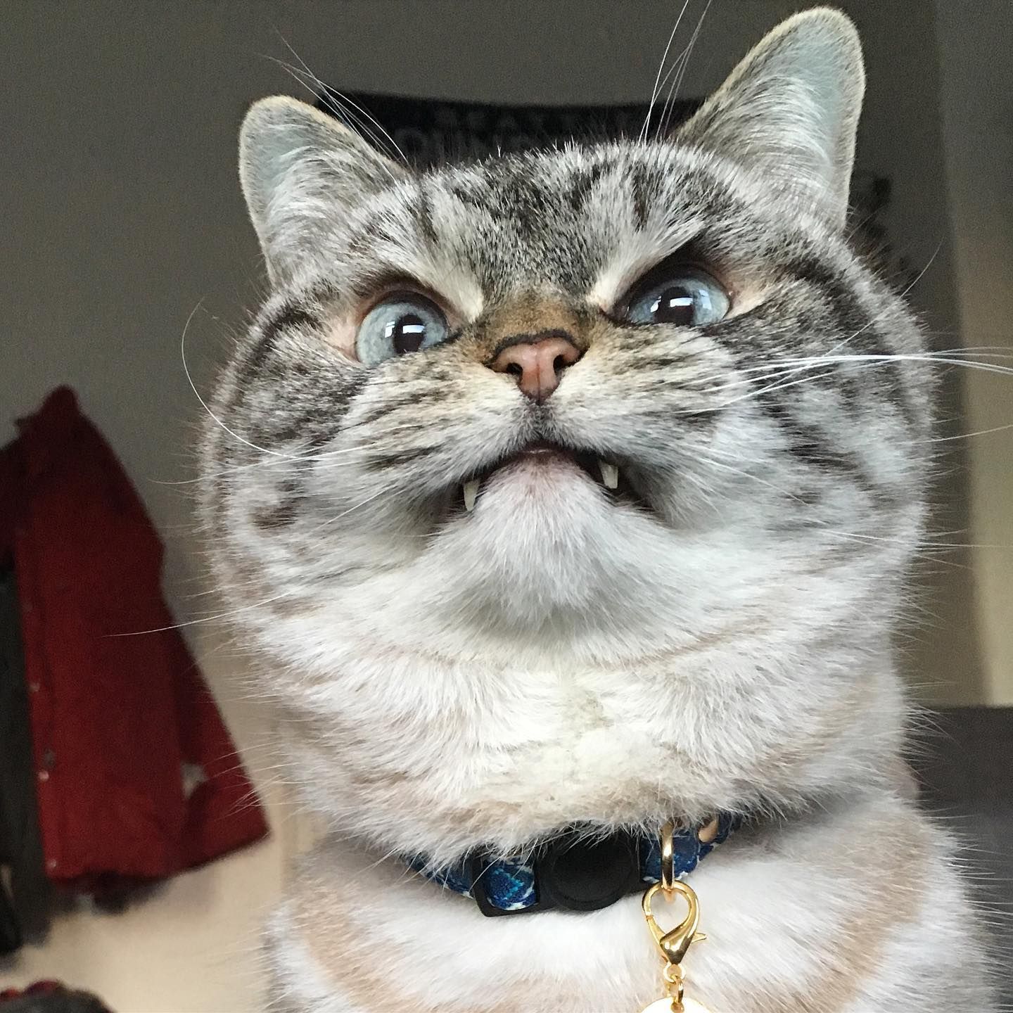 Gato enfadado