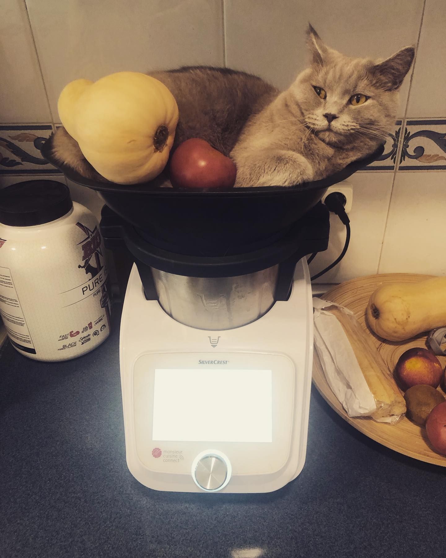 gato con comida