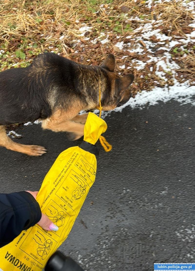 owczarek niemiecki na smyczy