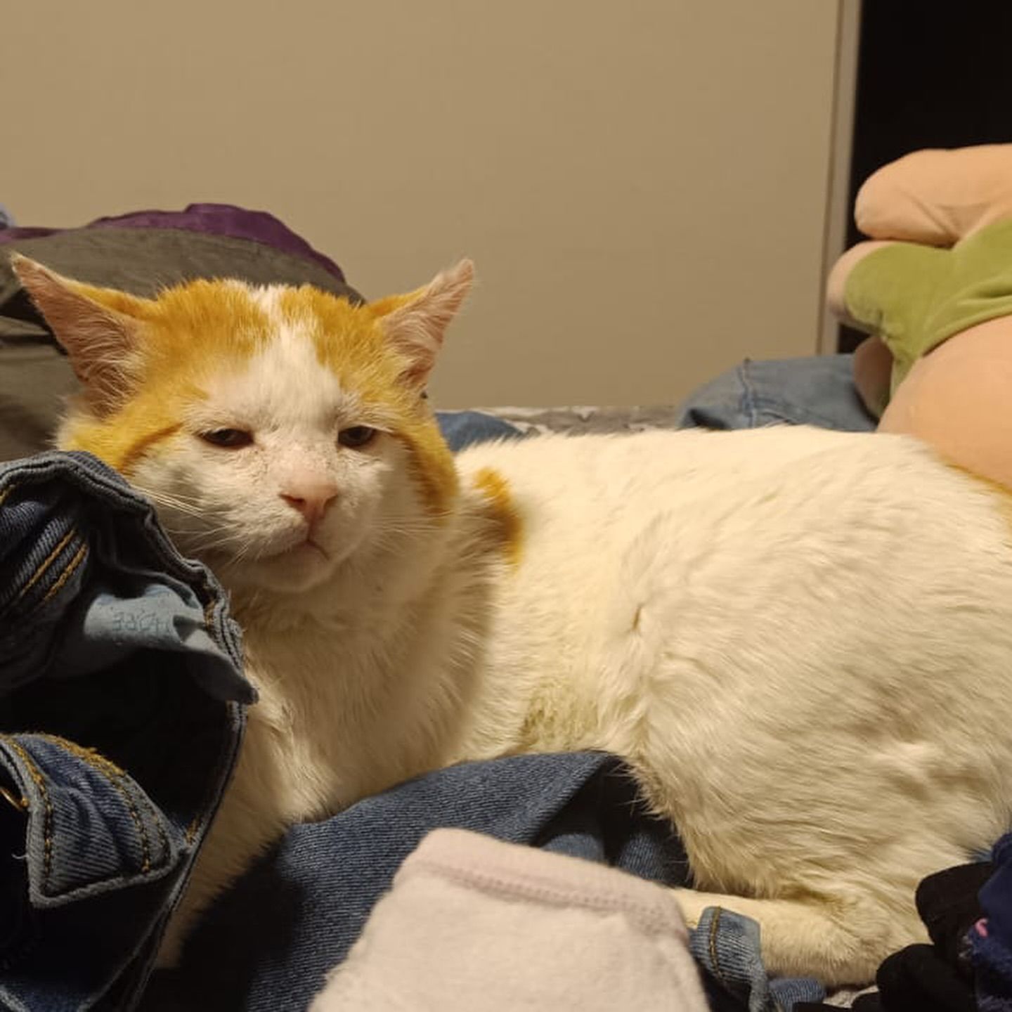 Gato naranja y blanco cansado