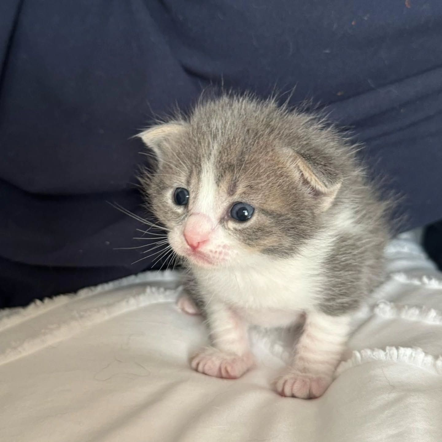 gatito bebé asustado