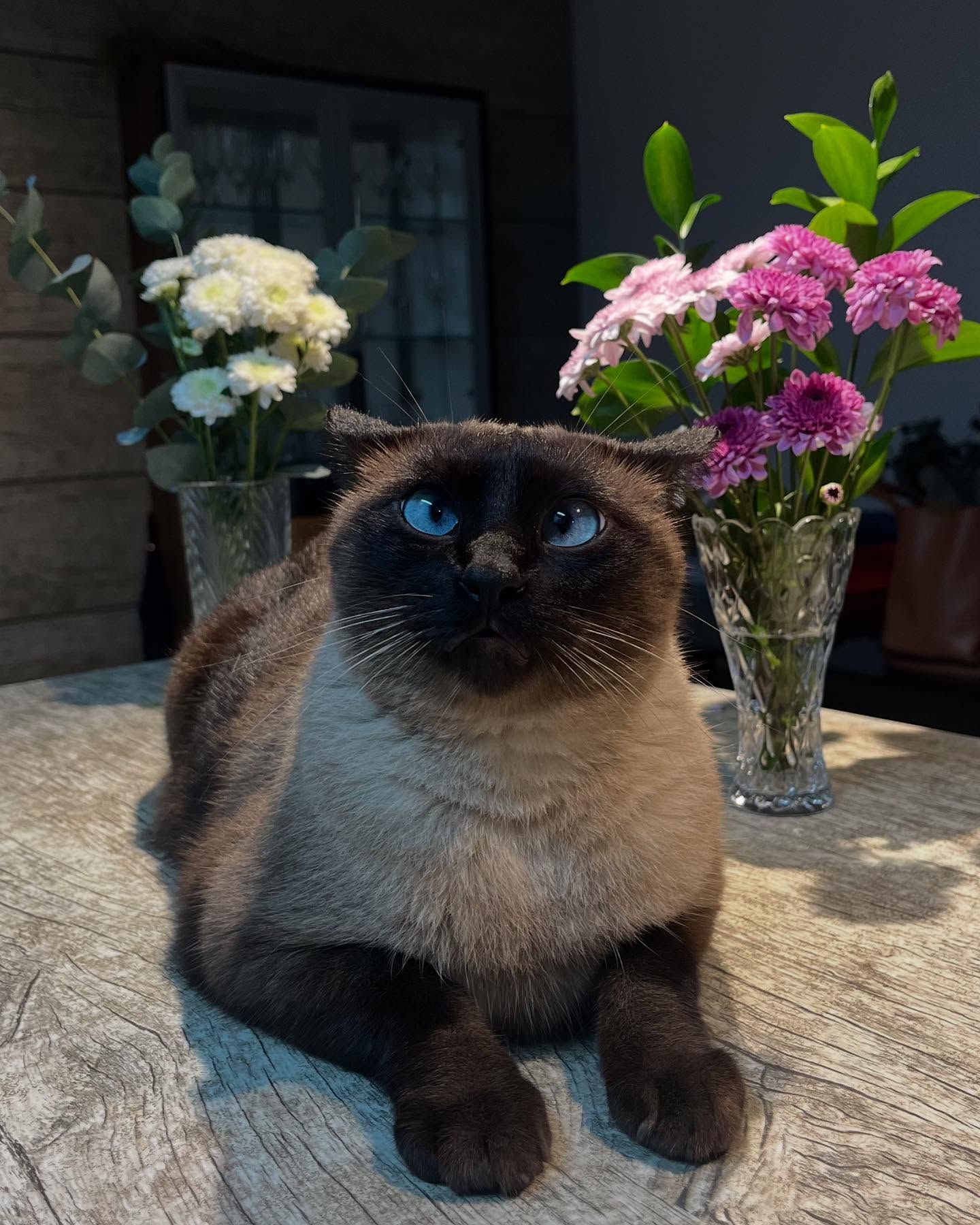 Gato rodeado de flores