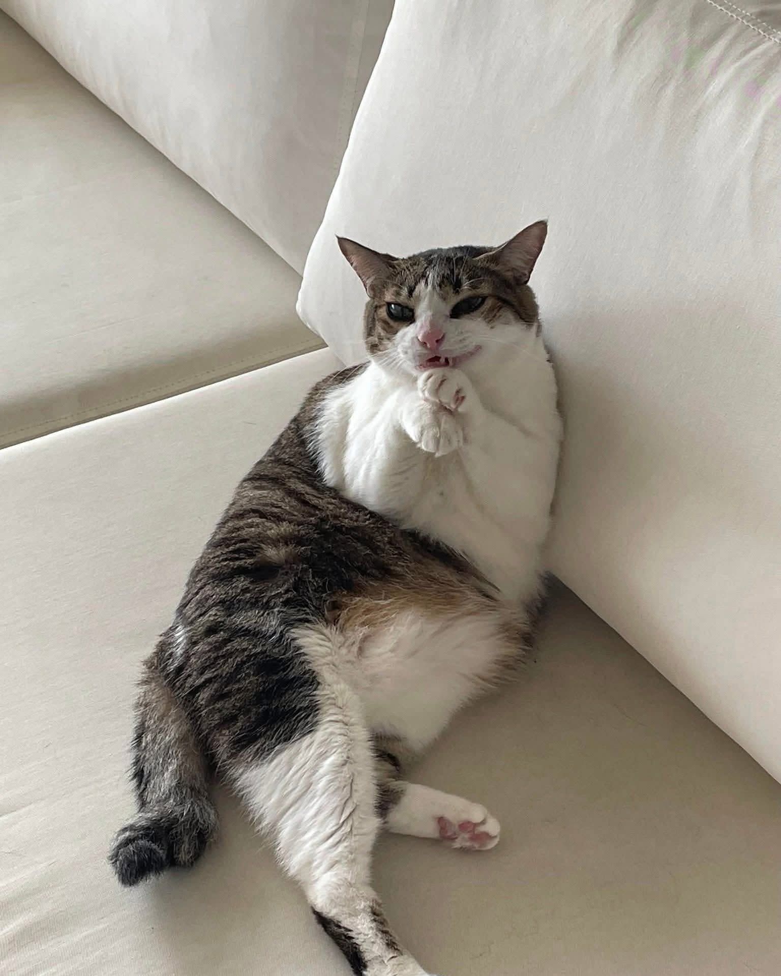 gato con cara de estar tramando algo