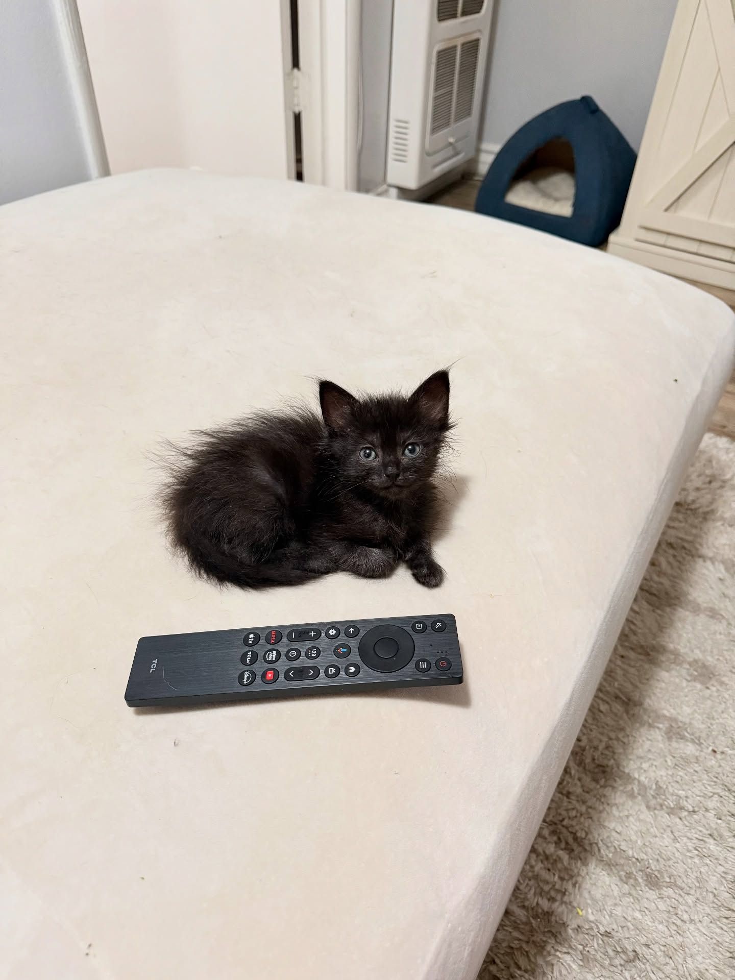 gatita negra en la cama