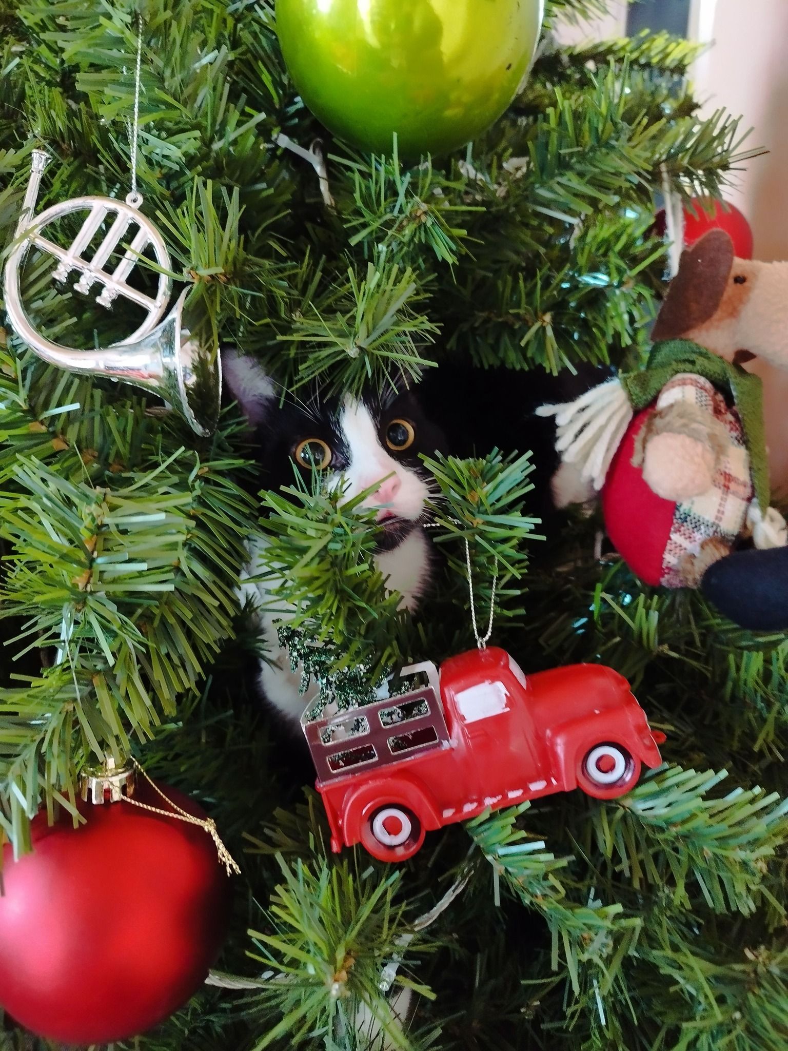 gato en arbol de Navidad