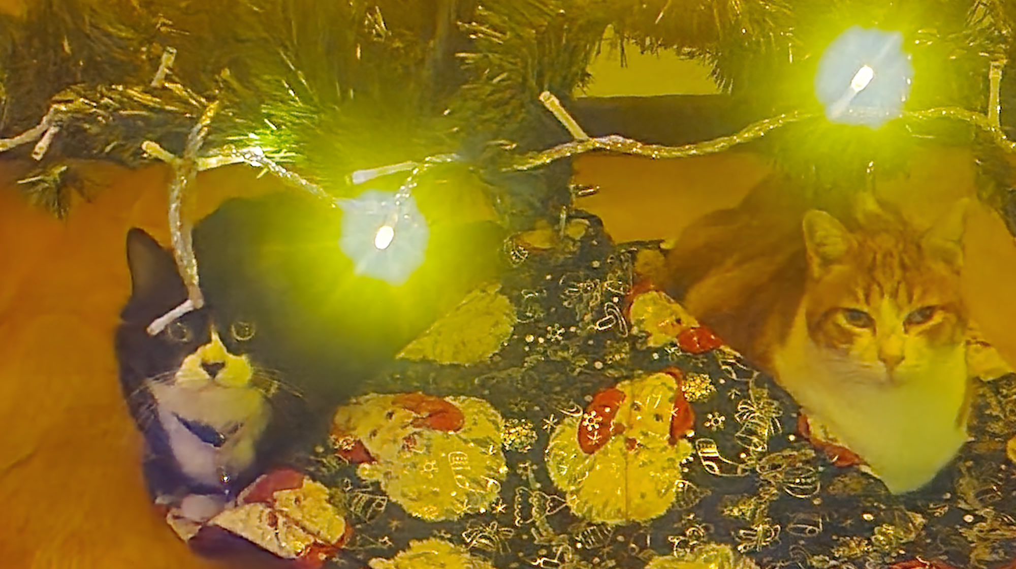 Gatos en árbol de navidad