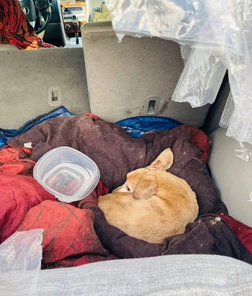 Perro abandonado coche