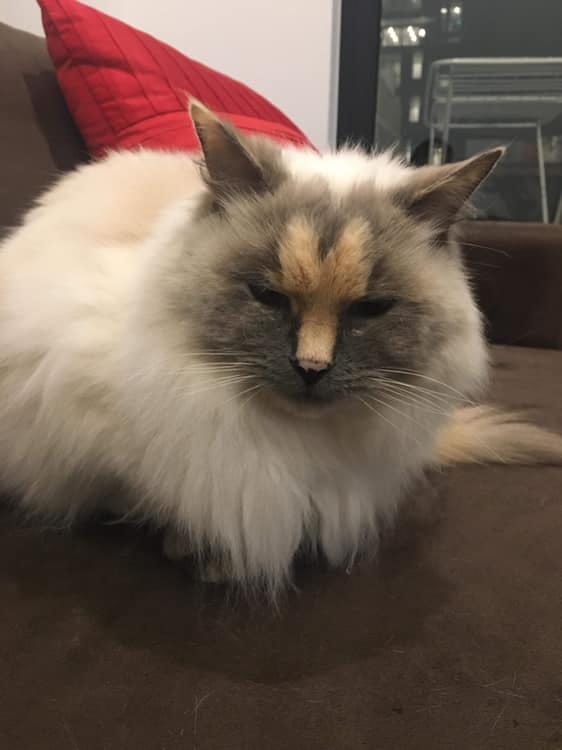 Gato con particularidad en el hocico