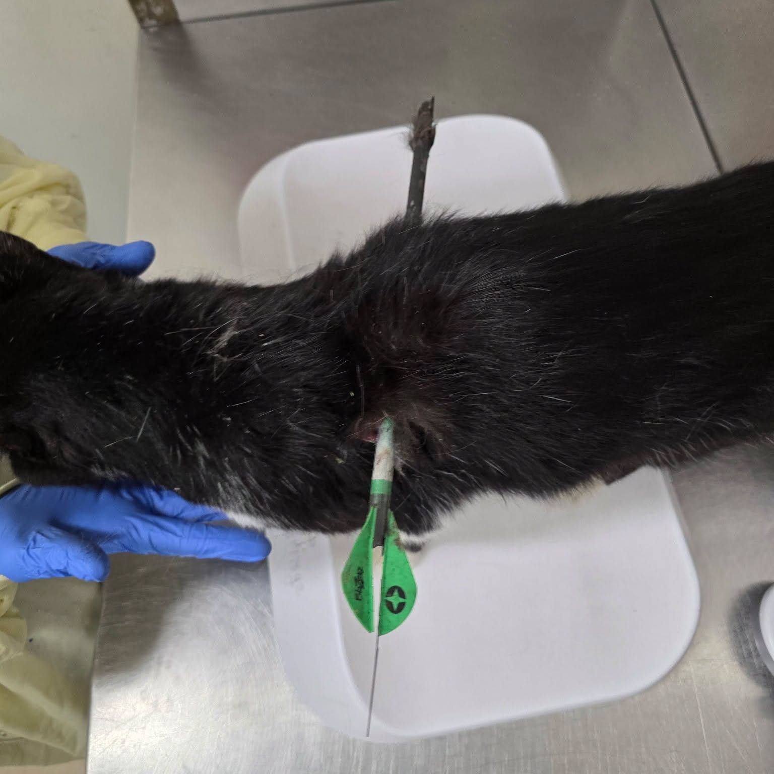 gato con flecha atravesada
