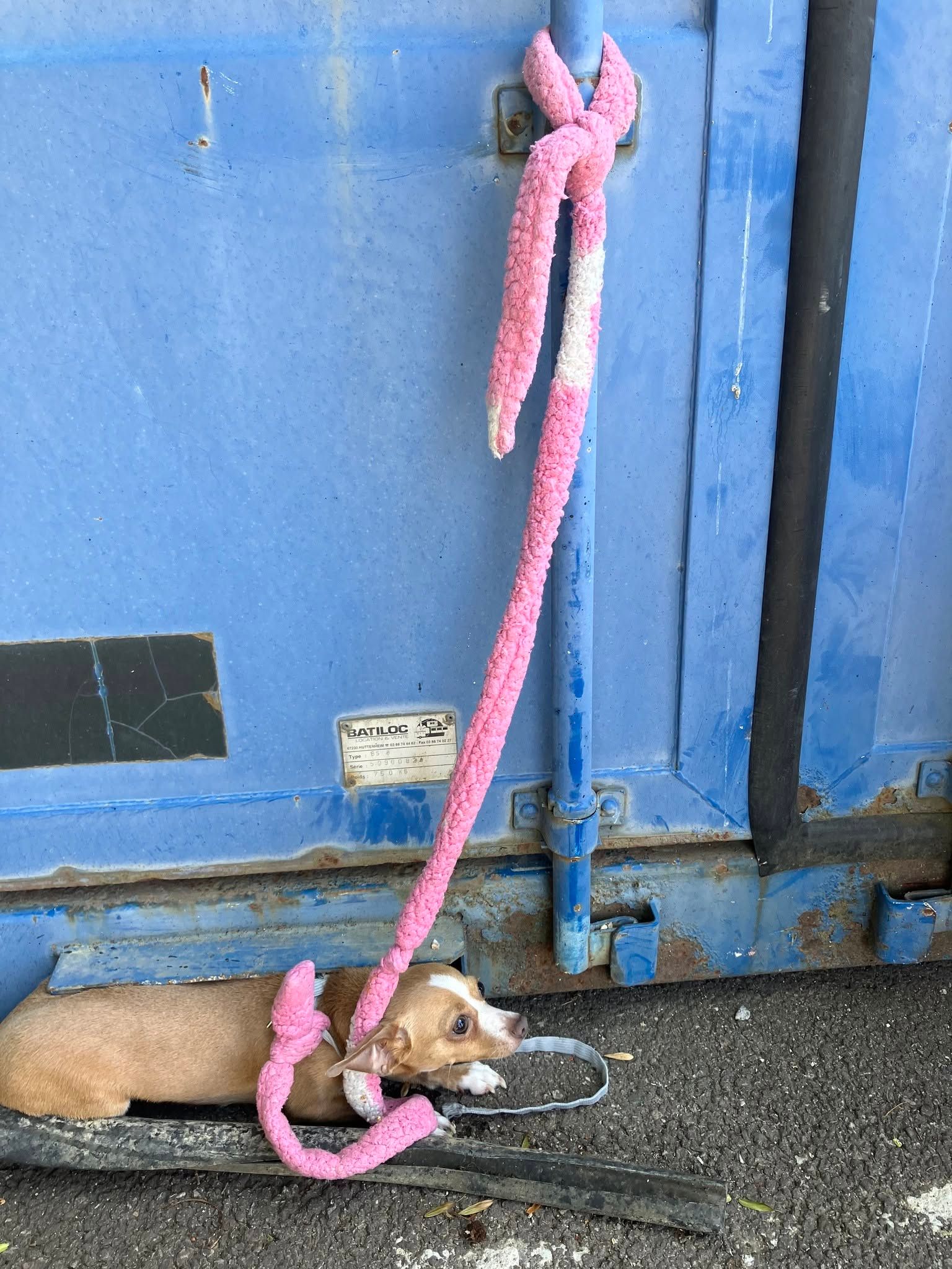 perro atado contenedor