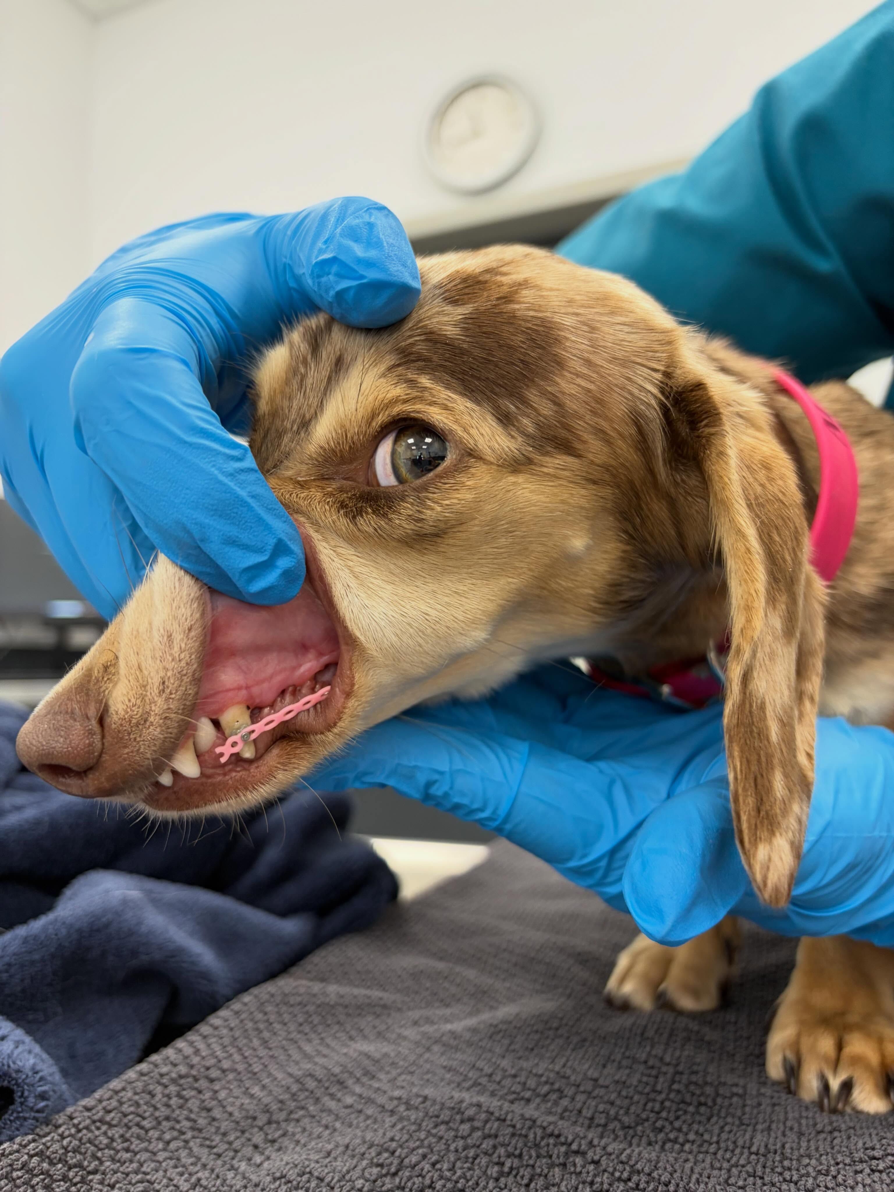 perro con aparato dental