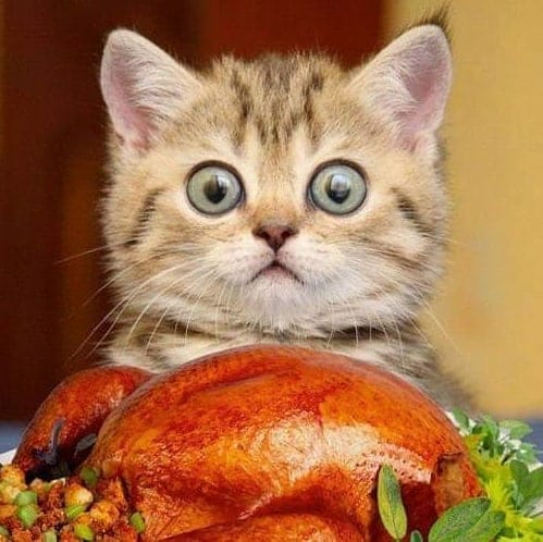 Gatito asustado