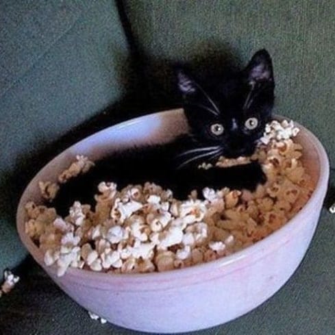 Gato en un bol de palomitas