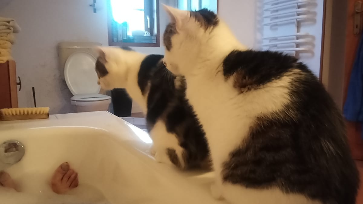 Aanhankelijke katten