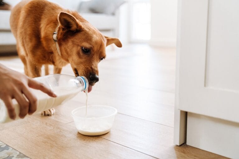 Mag een hond karnemelk drinken?